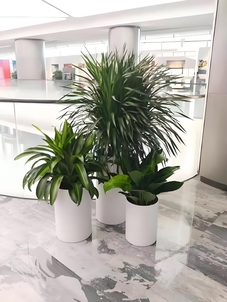 海曙绿植出租价格实惠